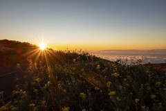 Kanári-szigetek, La Palma