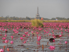 Thaiföld - Red Lotus Lake