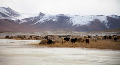 India - Ladakh