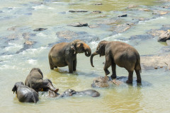 Sri Lanka