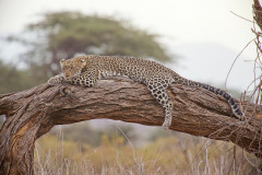 Kenya, leopárd