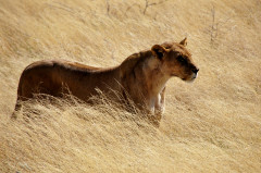 Namíbia, Ethosa nemzeti park