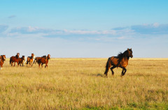 Kazahsztán, sztyeppe