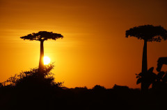 Madagascar, Baobab