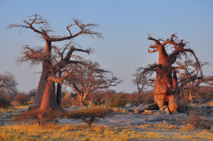 Madagascar, Baobab 2