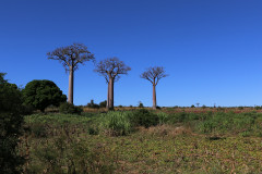 Madagascar, majomkenyerfa