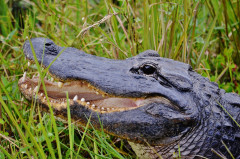 Evergladesm aligator