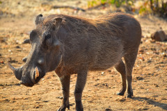 Zimbabwe, Varacskos disznó