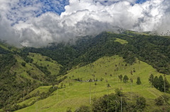 Kolumbia-Cocora-völgy