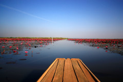 Thaiföld - Red Lotus Lake