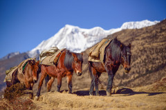 Bhután