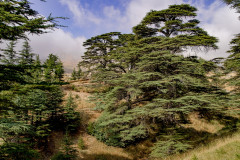Libanon, Cédrus
