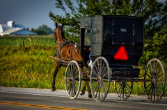 USA, Amish lovaskocsi
