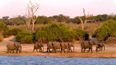 Botswana, Elefánt