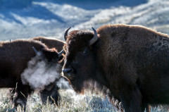 USA, Yellowstone Nemzeti Park