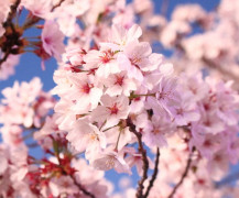 Dél-Korea cseresznyevirágzás